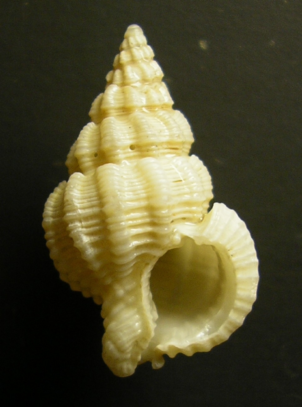 � esotica anche questa?